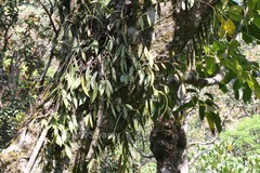 Aeschynanthus perrottetii